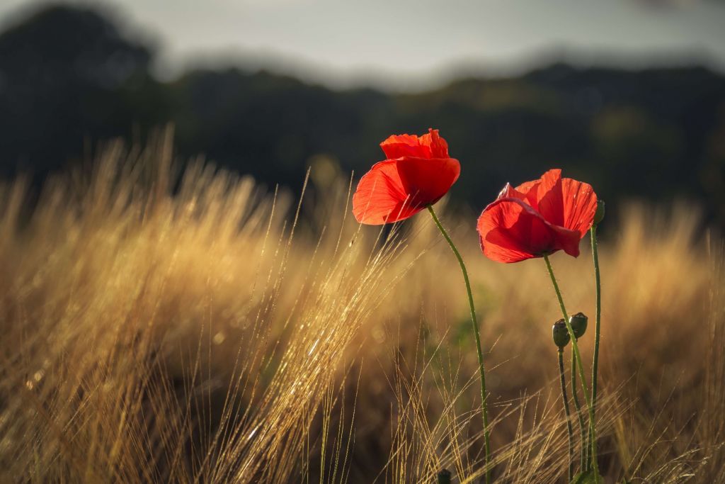 Poppies in a wheat field