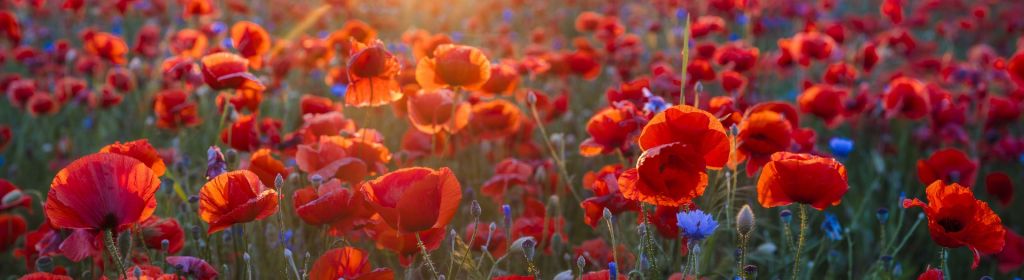 Poppies and cornflowers