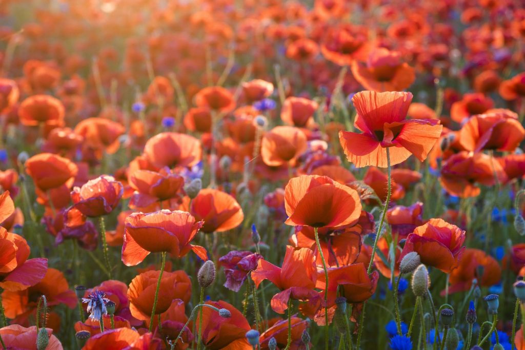 Poppies in the evening light