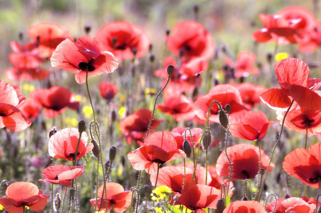 Poppies with vintage look