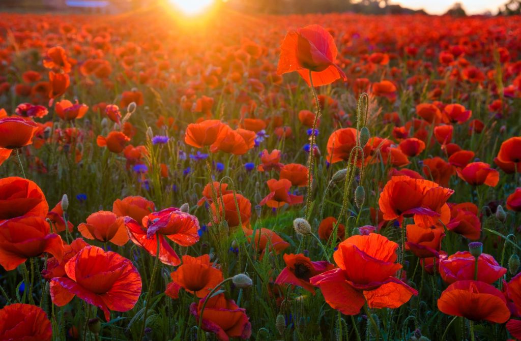 Poppies with rising sun