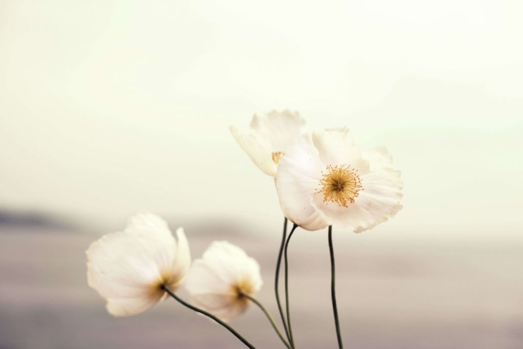 White poppies close-up