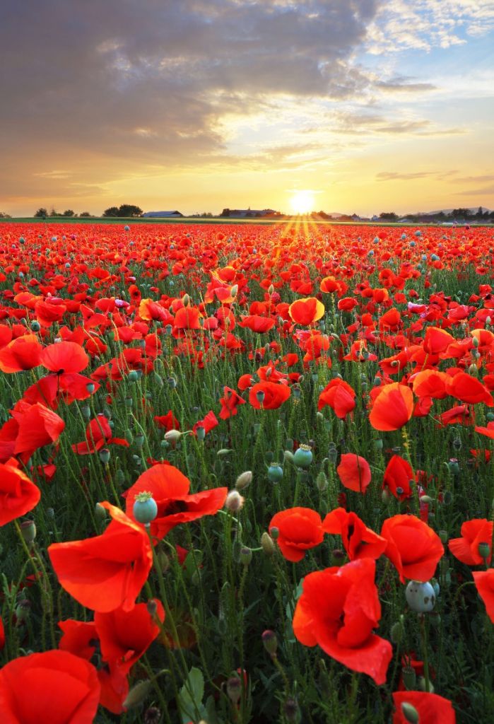 Poppies at sunset