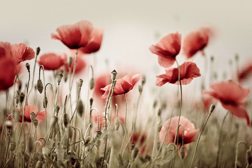 Dreamy poppies