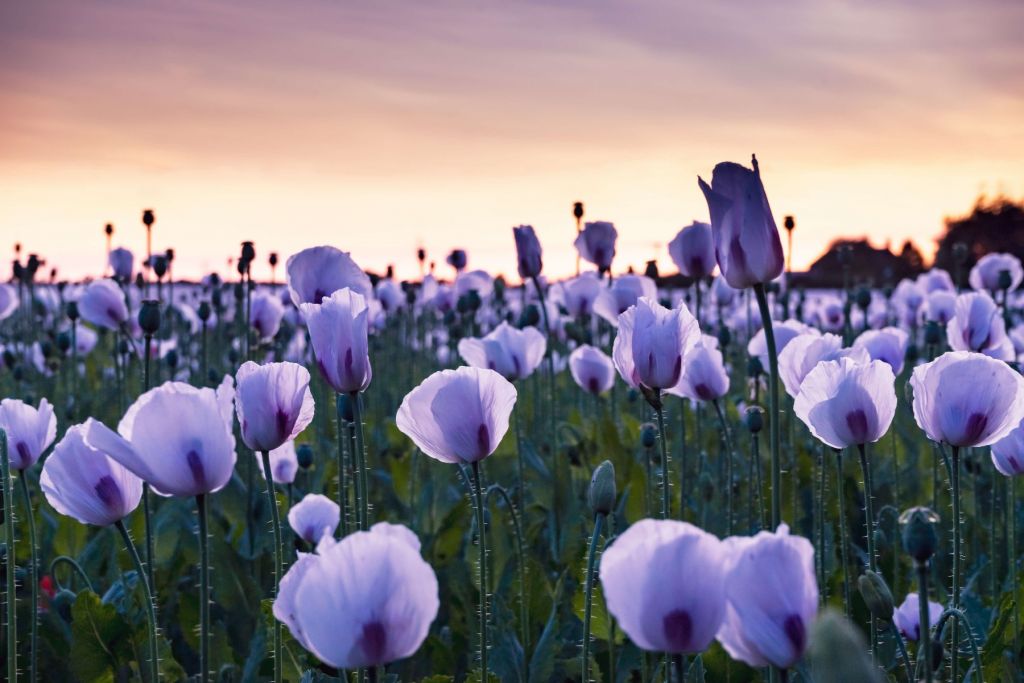 Lilac poppies