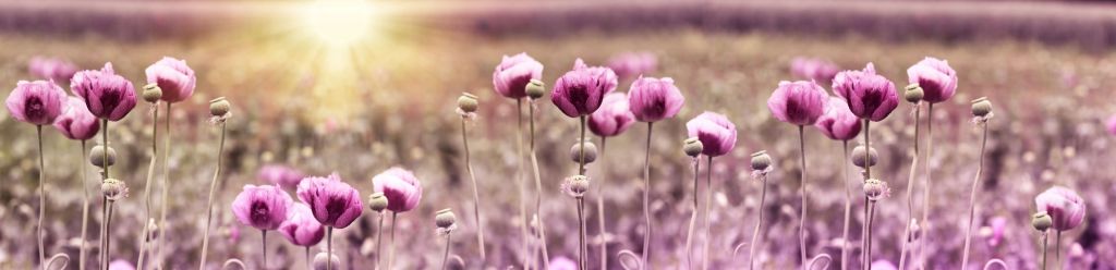 Pink poppies