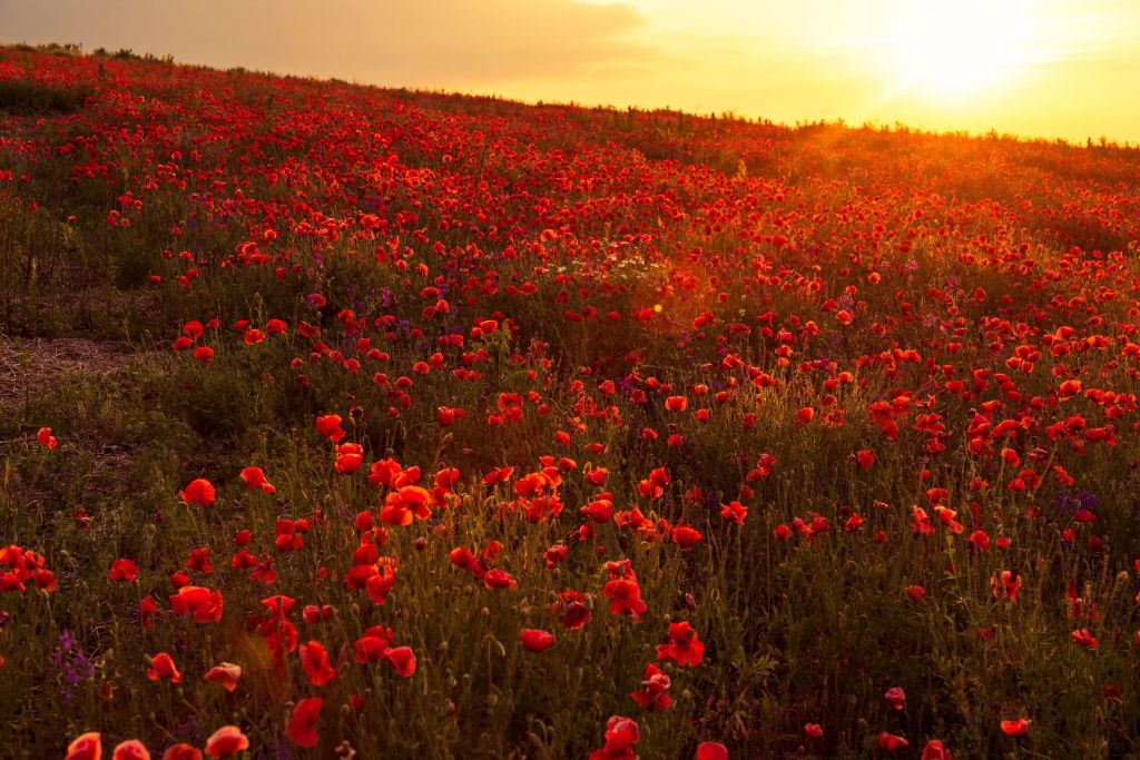 Poppies on a hill