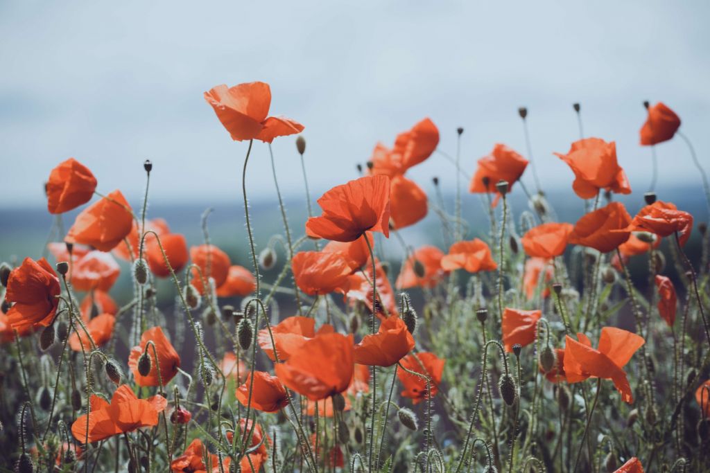 Poppies field