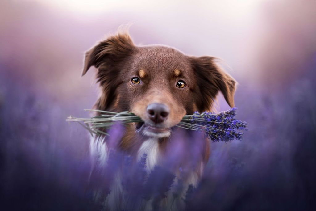 Dog with lavender