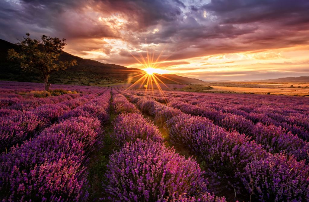 Lavender under the sun