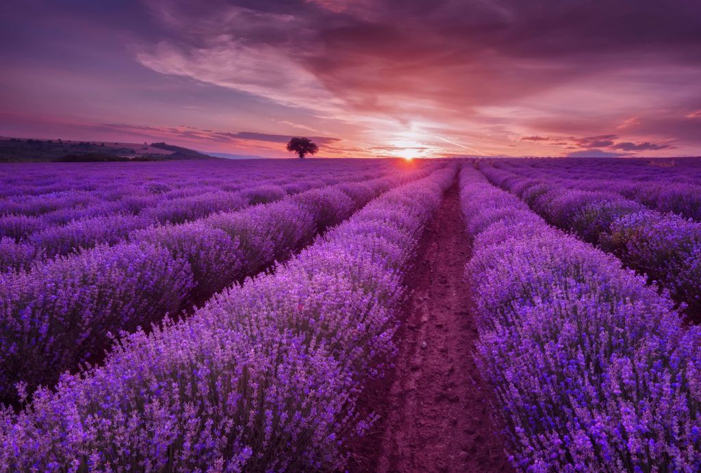 Lavender Wallpaper () Lavender Wallpaper