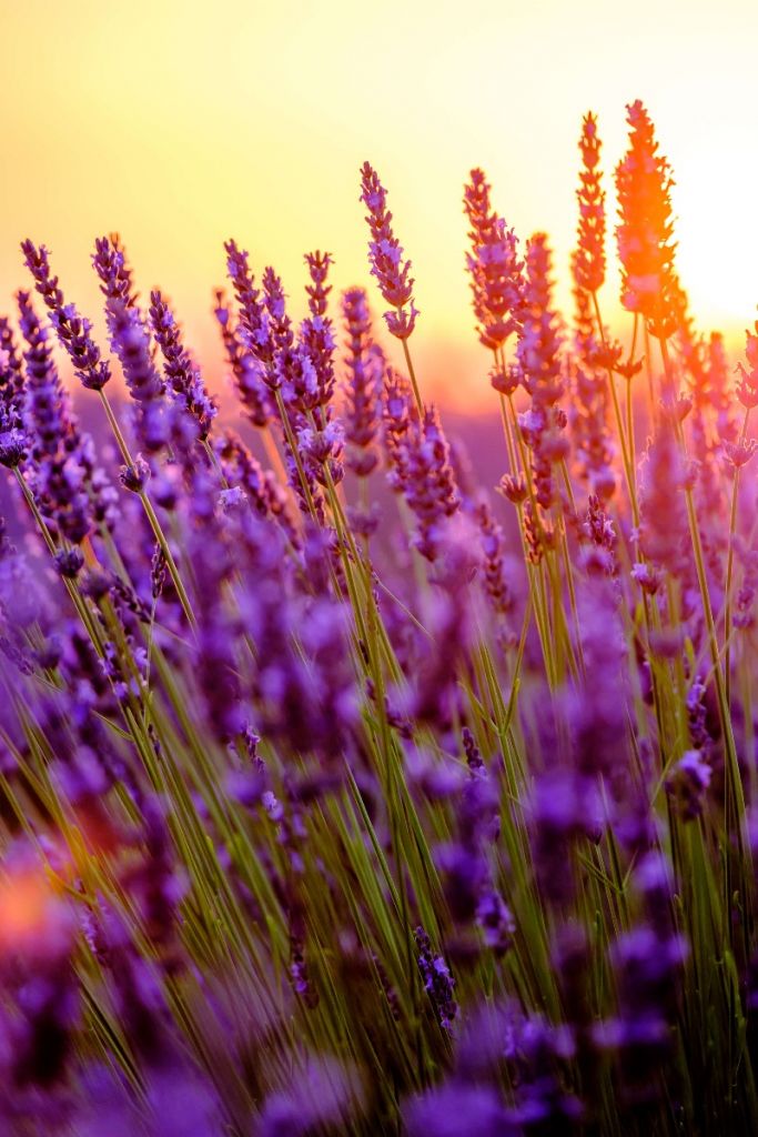 Close-up lavender