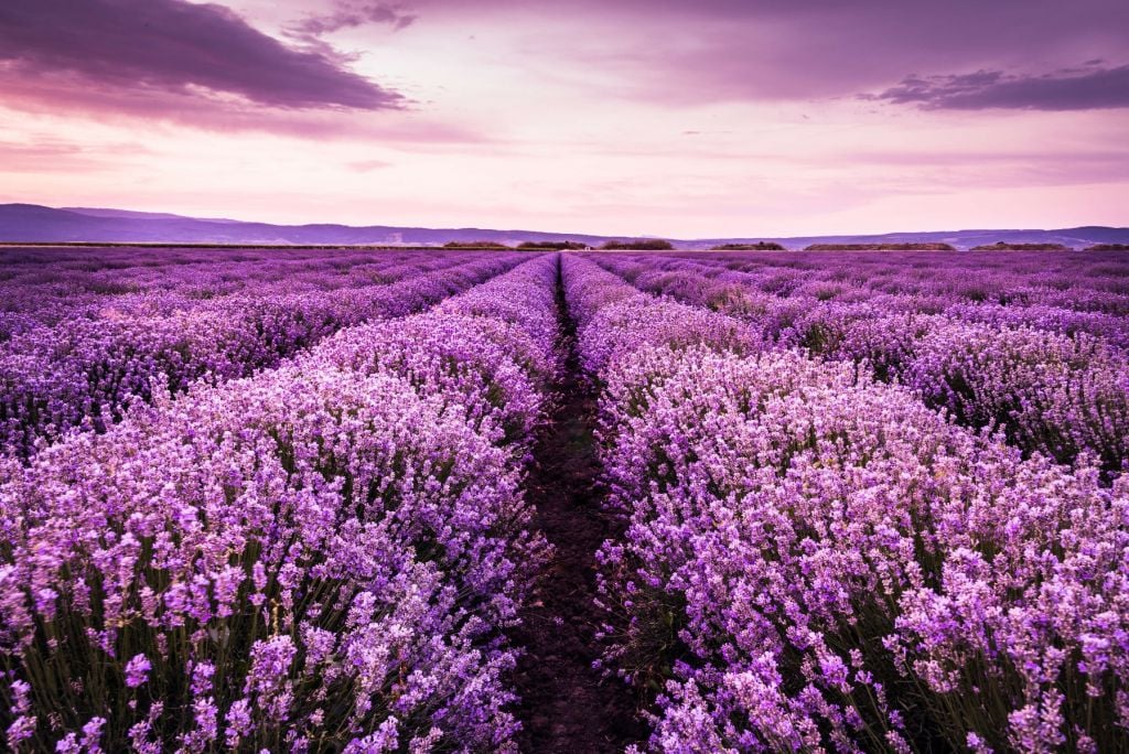 Lavender bushes