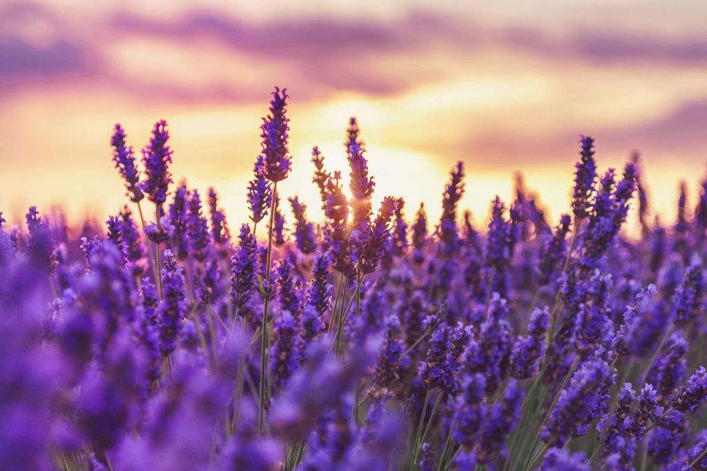 Lavender flowers