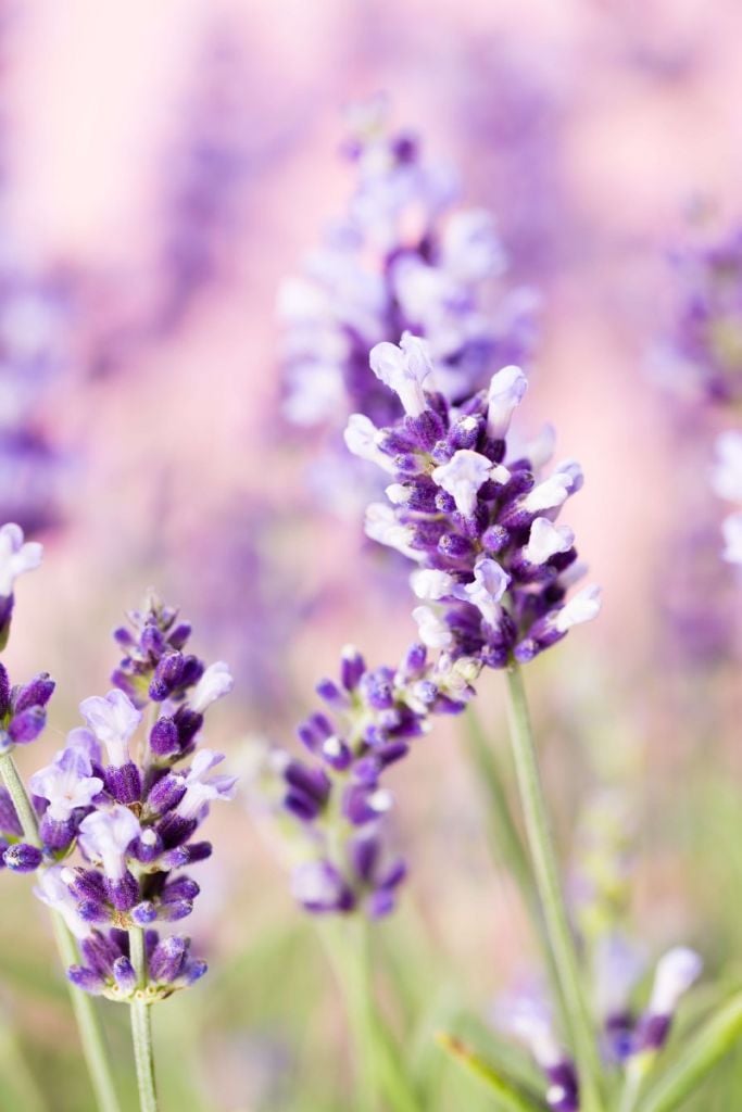 Lavender flower