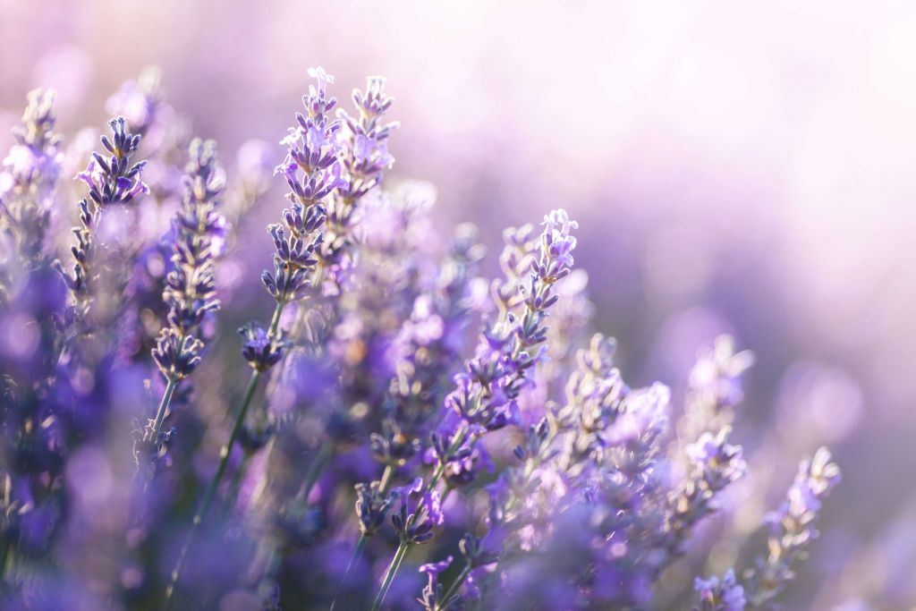 Dreamy lavender