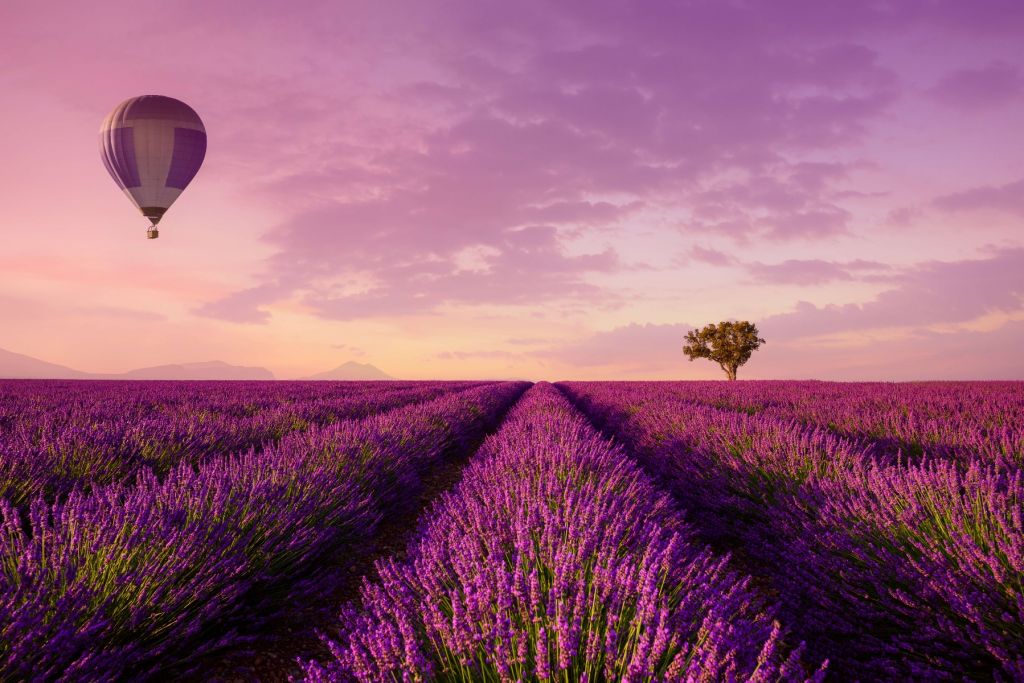 Lavender field and hot air balloon