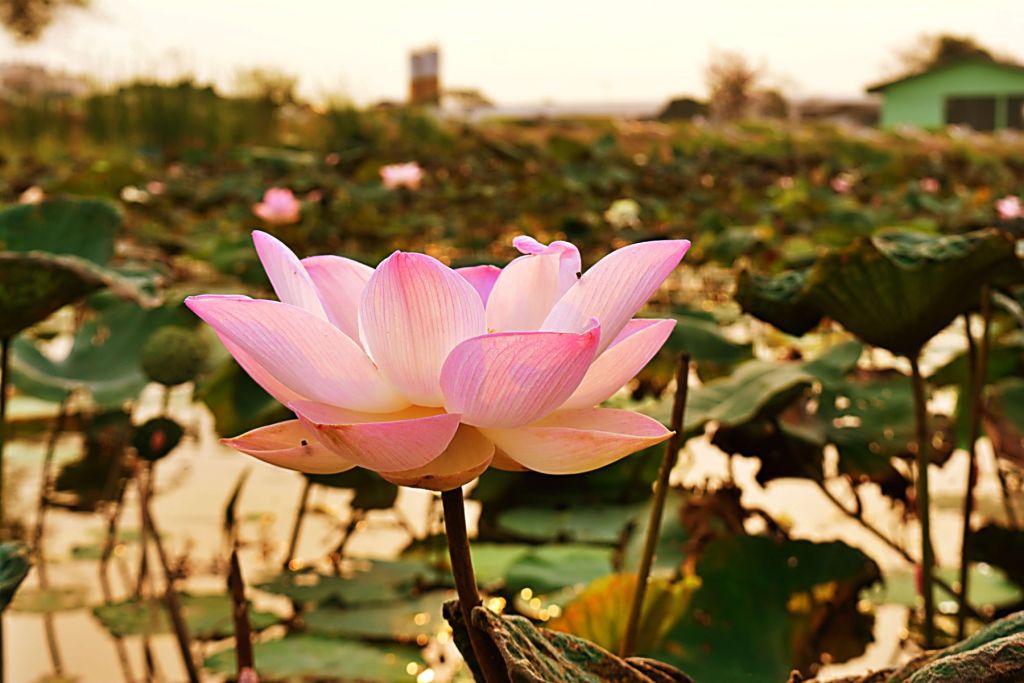 Pink lotus flower