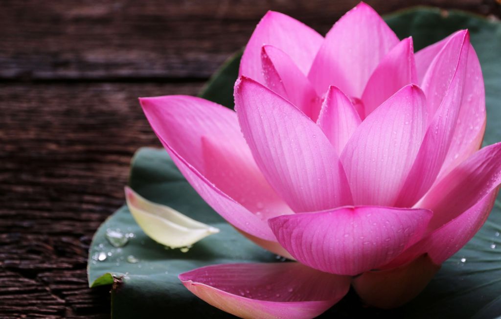 Close-up pink lotus