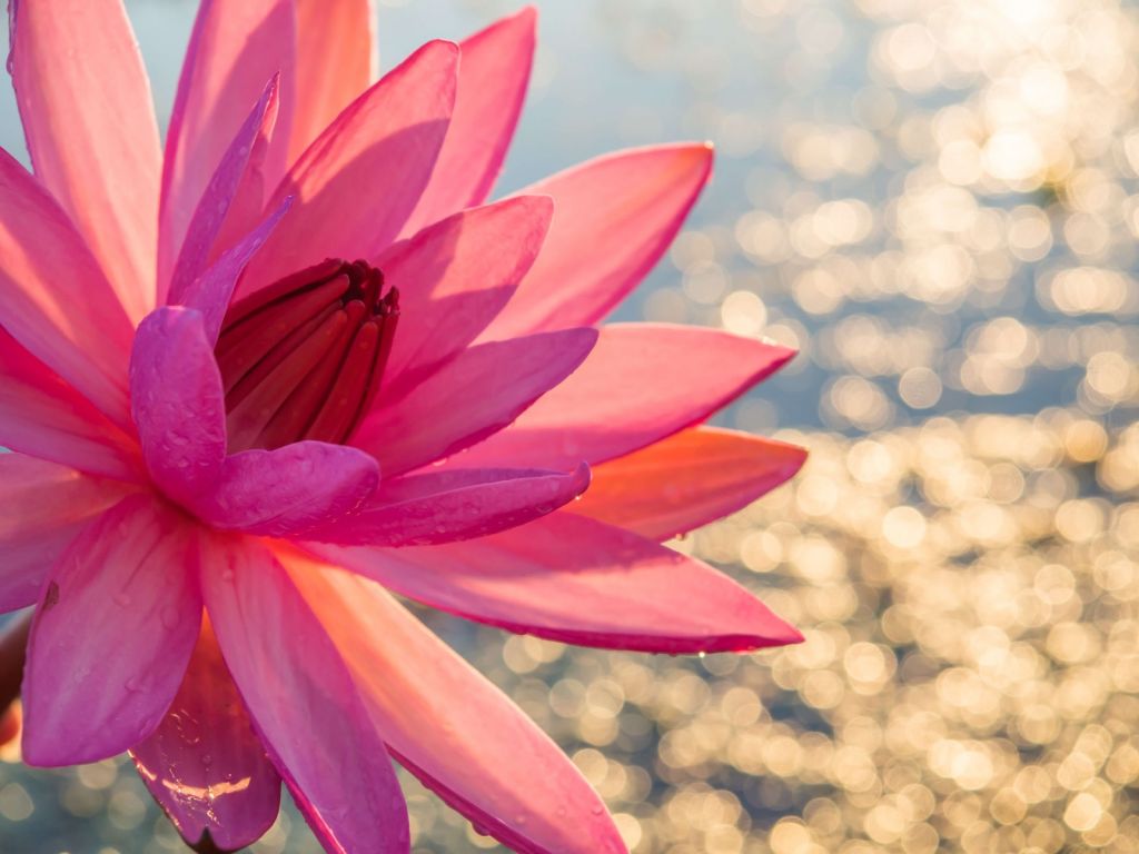Lotus flower on water