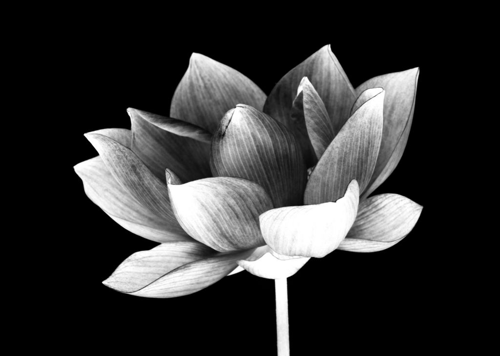 Cuffed lotus