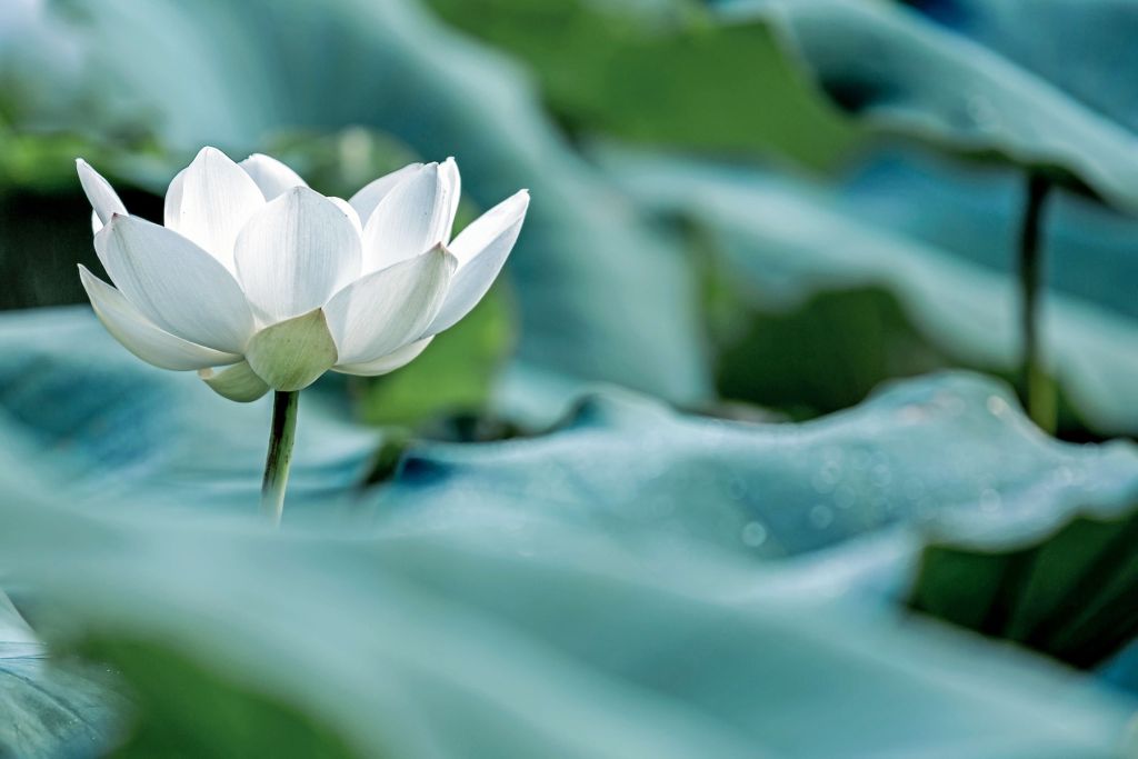 White lotus flower