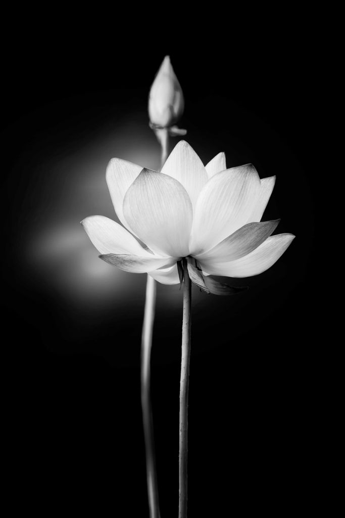 Lotus flowers black and white