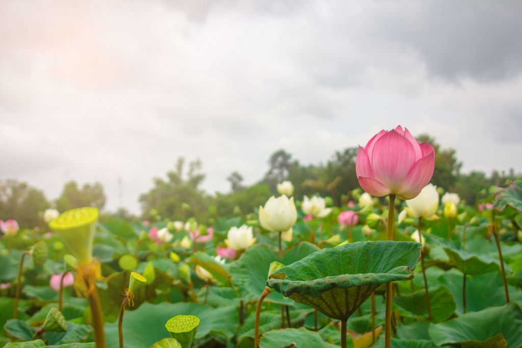 Pink and white lotus flowers