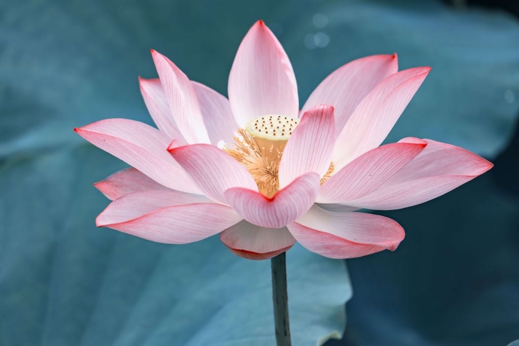 Close-up lotus flower