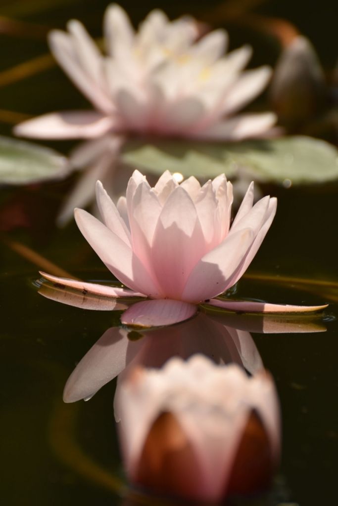 Lotus flower in water