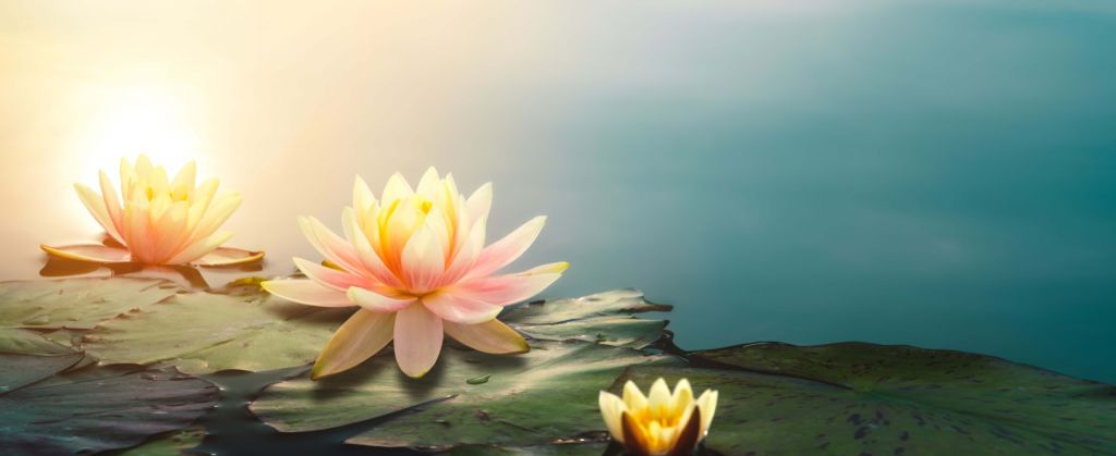 Pond with lotus flowers