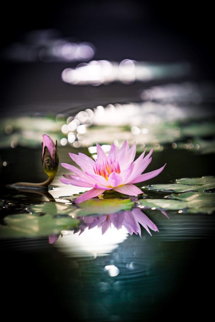 Lotus flower pink