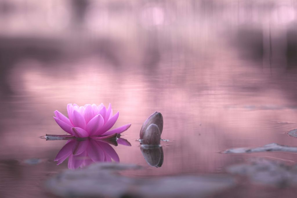 Lotus flower in pond