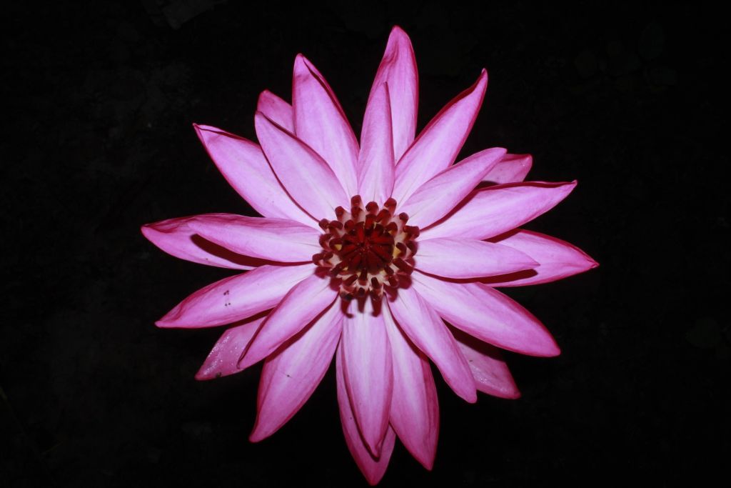 Lotus flower from above