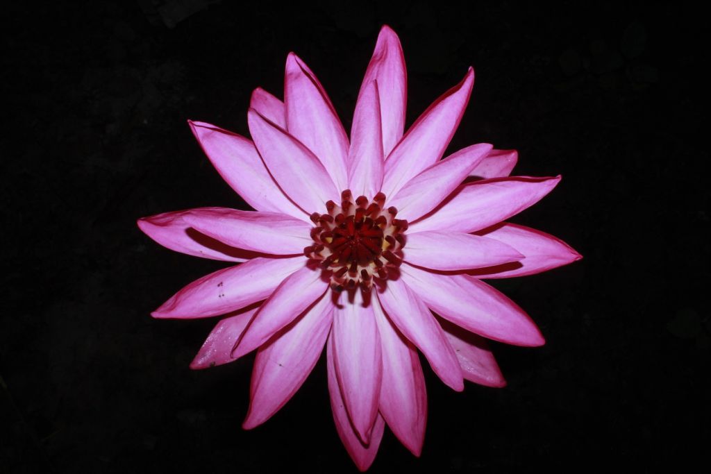Lotus flower from above