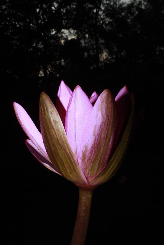 Side lotus flower