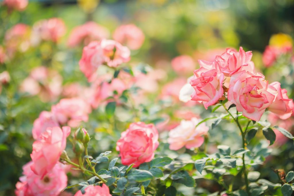 Light pink rose bush