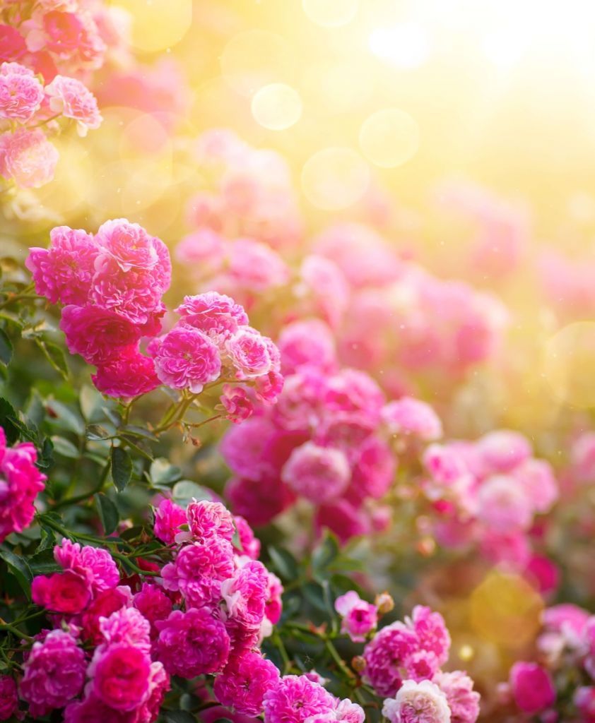 Pink rose bushes