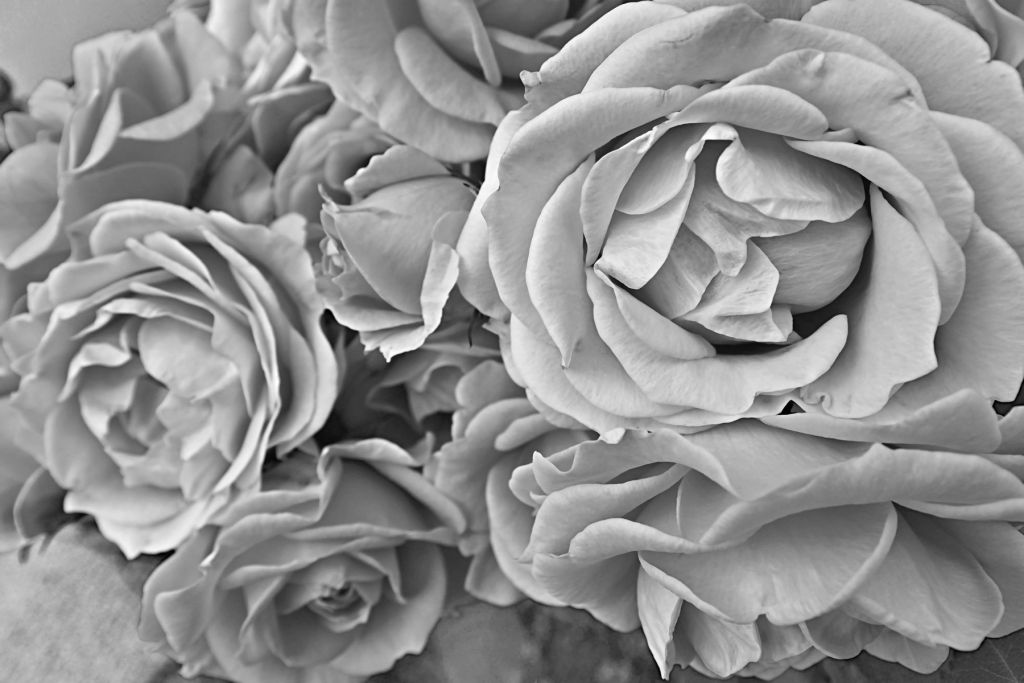 Roses black and white