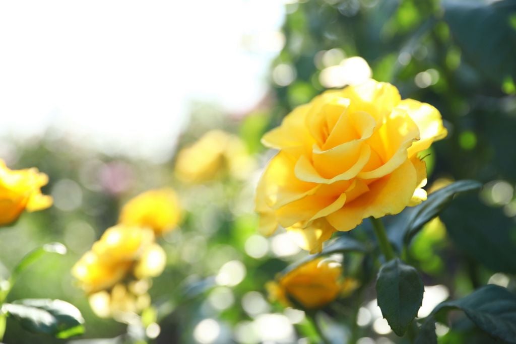 Yellow roses