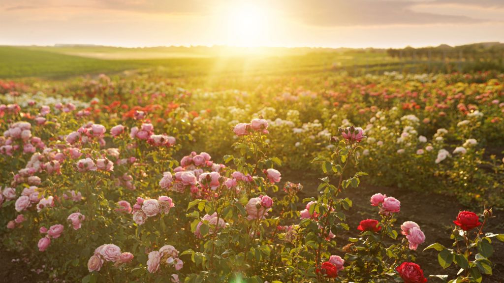 Field full of roses