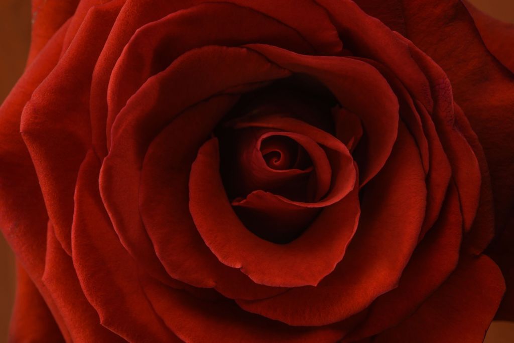 Close-up red rose