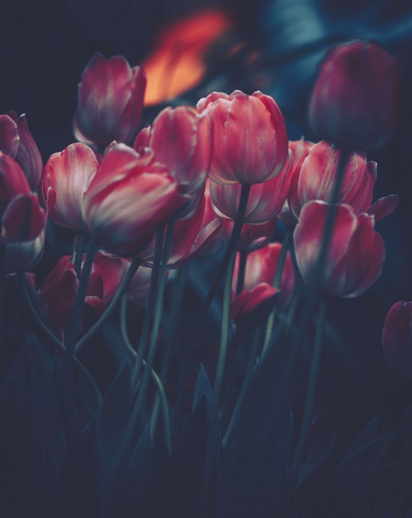 Vintage tulips