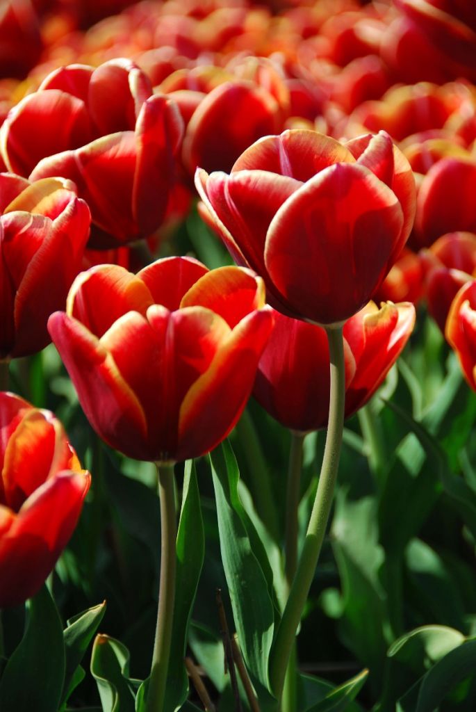 Close-up red tulips