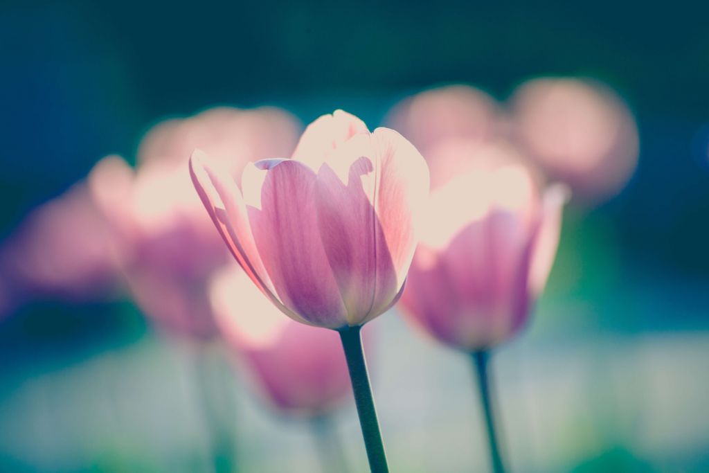 Close-up tulip