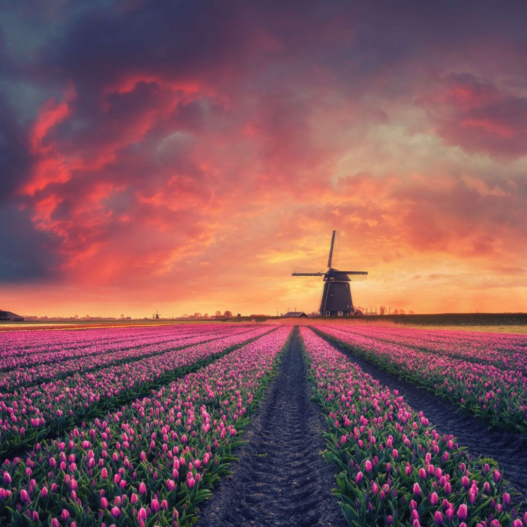 Tulips with mill