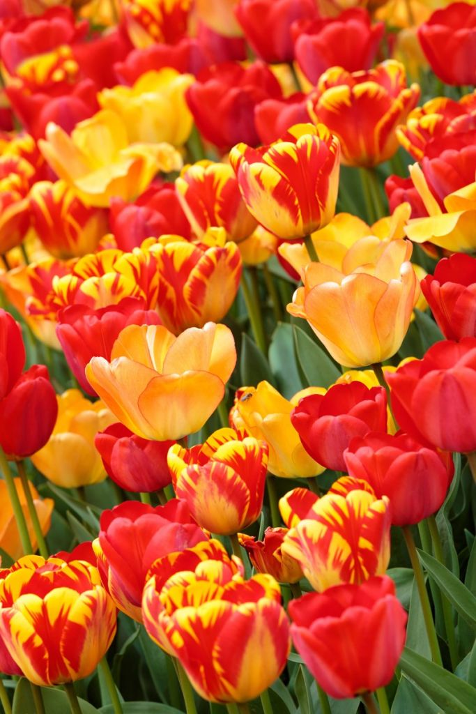 Coloured Tulips