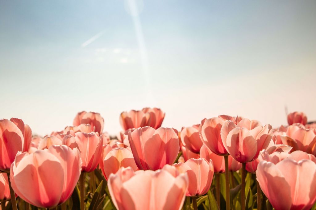 Peach coloured tulips