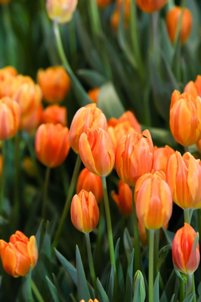 Orange Tulips