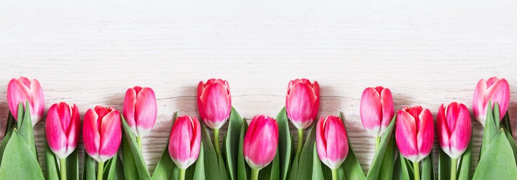 Pink tulips on wood